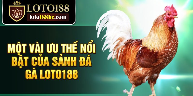 Một vài ưu thế nổi bật của sảnh đá gà Loto188 Một vài ưu thế nổi bật của sảnh đá gà Loto188